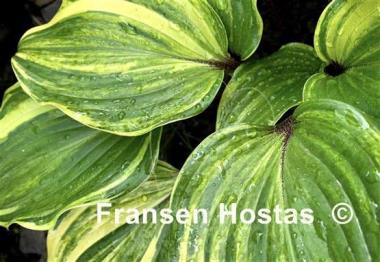 Hosta Exotic Treasure