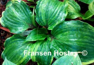 Hosta Exotic Treasure