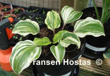 Hosta Exotic Treasure