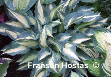 Hosta Extasy