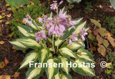 Hosta Extasy