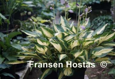 Hosta Extasy