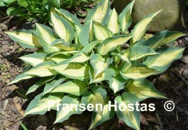 Hosta Extasy