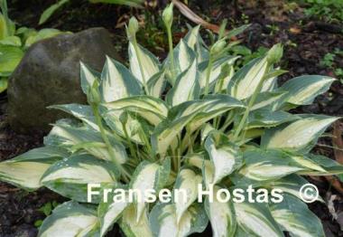 Hosta Extasy