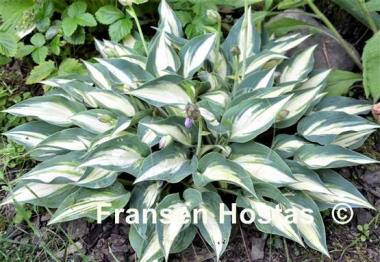 Hosta Extasy