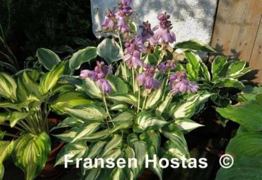 Hosta Extasy