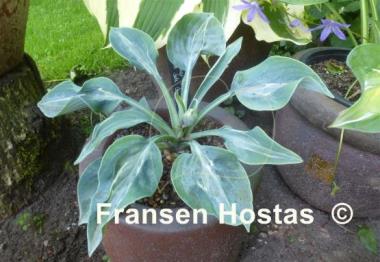 Hosta Extreme