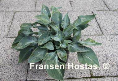 Hosta Extreme