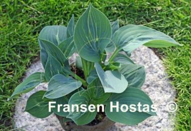 Hosta Extreme