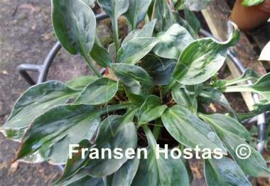 Hosta Extreme