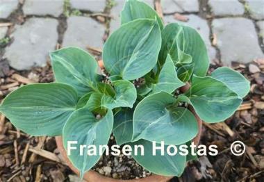 Hosta Extreme