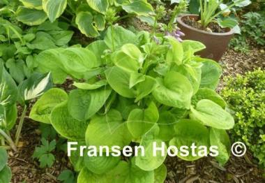 Hosta Eye Catcher