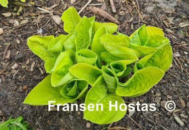 Hosta Eye Catcher
