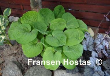 Hosta Eye Catcher