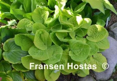 Hosta Eye Catcher