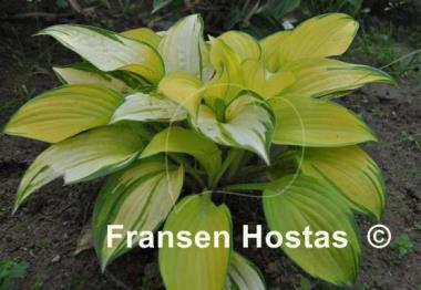 Hosta Eye Declare