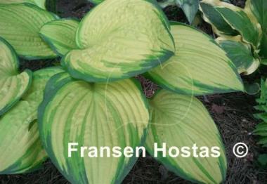 Hosta Eye Declare
