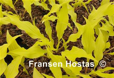 Hosta Fabulous Flames