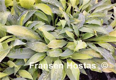 Hosta Faded Blue Jeans