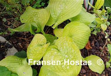 Hosta Faith