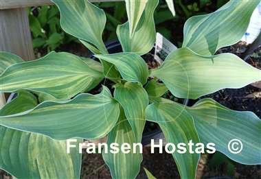Hosta Falling Star