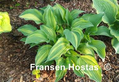 Hosta Falling Star