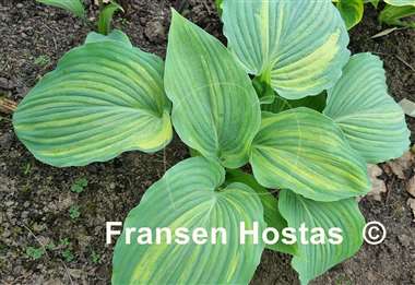 Hosta Fame Game