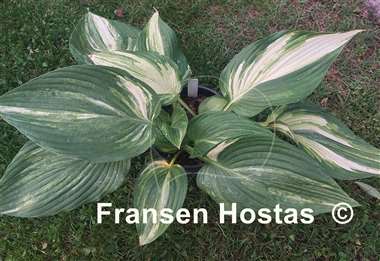 Hosta Fame Game