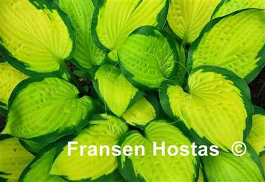 Hosta Fan Dance