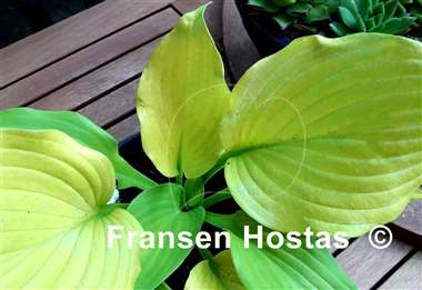 Hosta Farewell Party