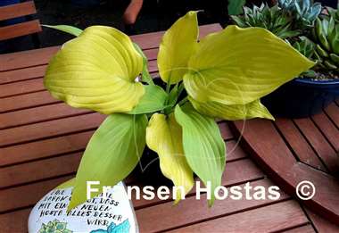 Hosta Farewell Party