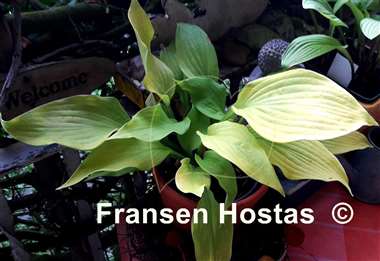 Hosta Farewell Party