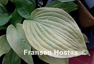 Hosta Farewell Party