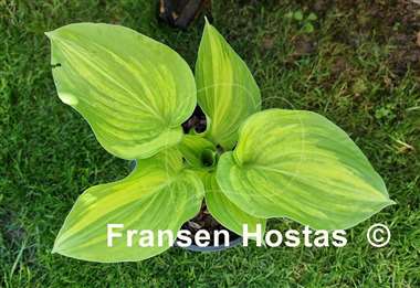 Hosta Fascination
