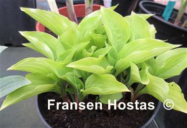 Hosta Feather Boa