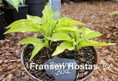 Hosta Feather Boa