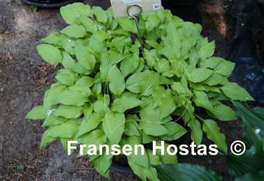 Hosta Feather Boa