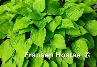 Hosta Feather Boa