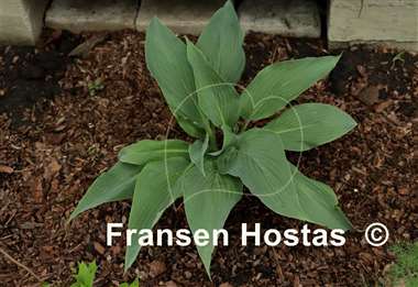Hosta Feathervane