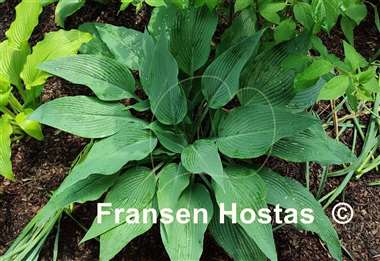 Hosta Feathervane