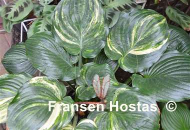 Hosta Fickle Blue Genes