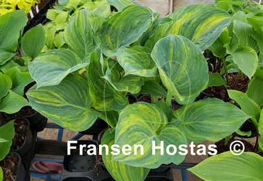 Hosta Fickle Blue Genes