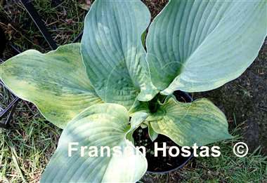 Hosta Filagree