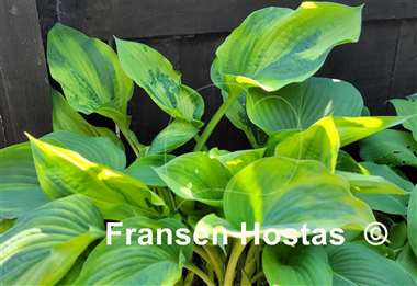 Hosta Filagree