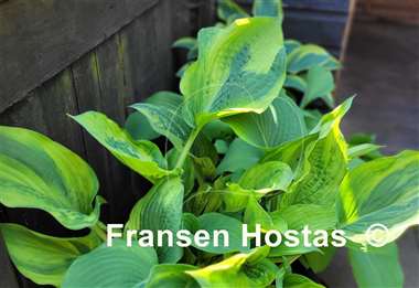 Hosta Filagree