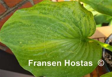 Hosta Filagree