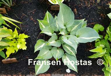 Hosta Filled with Extasy