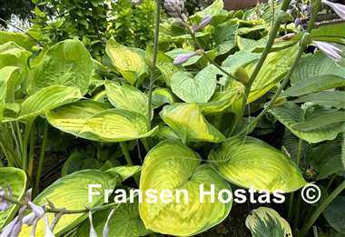 Hosta Final Summation