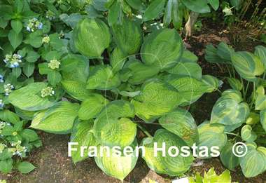 Hosta Final Summation