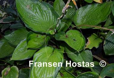 Hosta Final Summation
